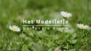 Het madeliefje, onze nationale bloem